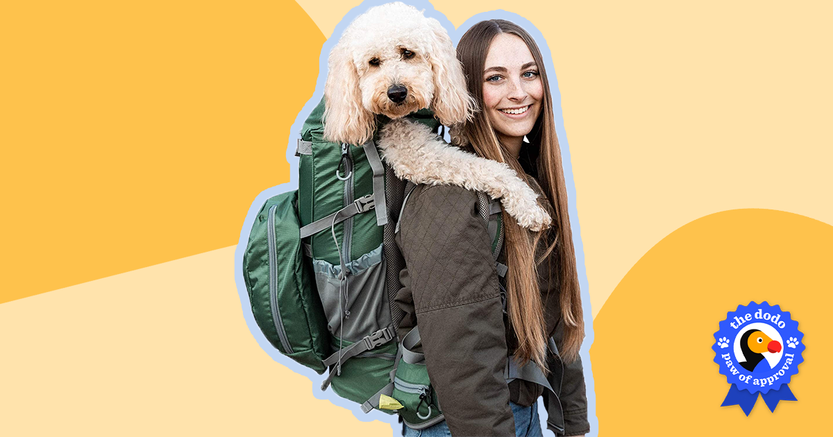 Diggs Passenger Travel Carrier Review: Why This Bag Is A Must-Have For Pets  On The Go - Paw of Approval - The Dodo