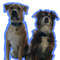 Tyson and Tebow