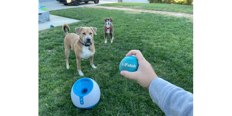 Ifetch Too Review Does It Work Paw