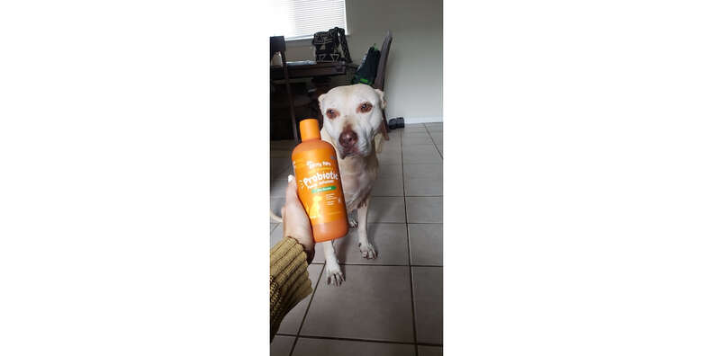 zesty paws probiotic