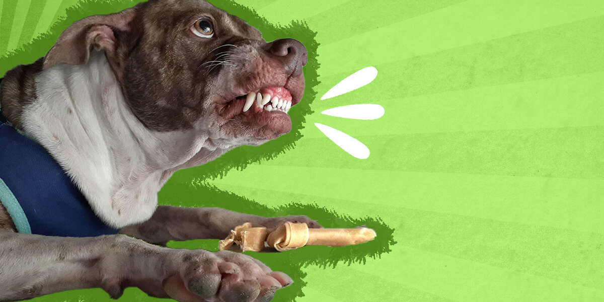 Resource Guarding In Dogs What Is It, And How Do I Fix It? DodoWell