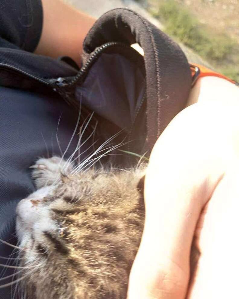 Biker finds kitten on the road