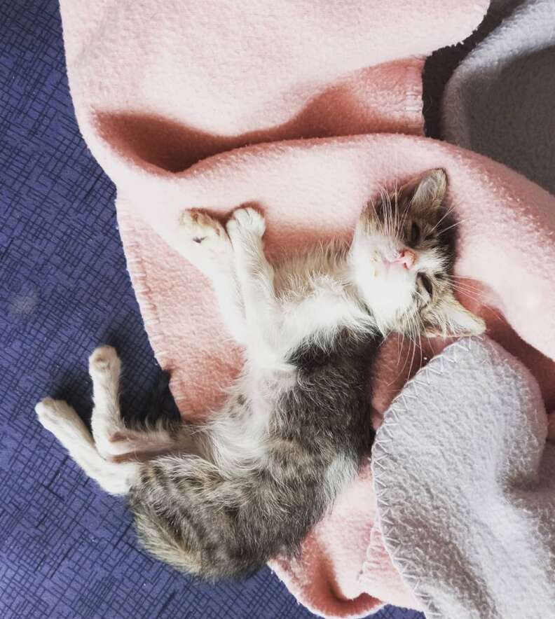 Stray Kitten Falls Asleep In Cyclist's Backpack When He Realizes He's ...