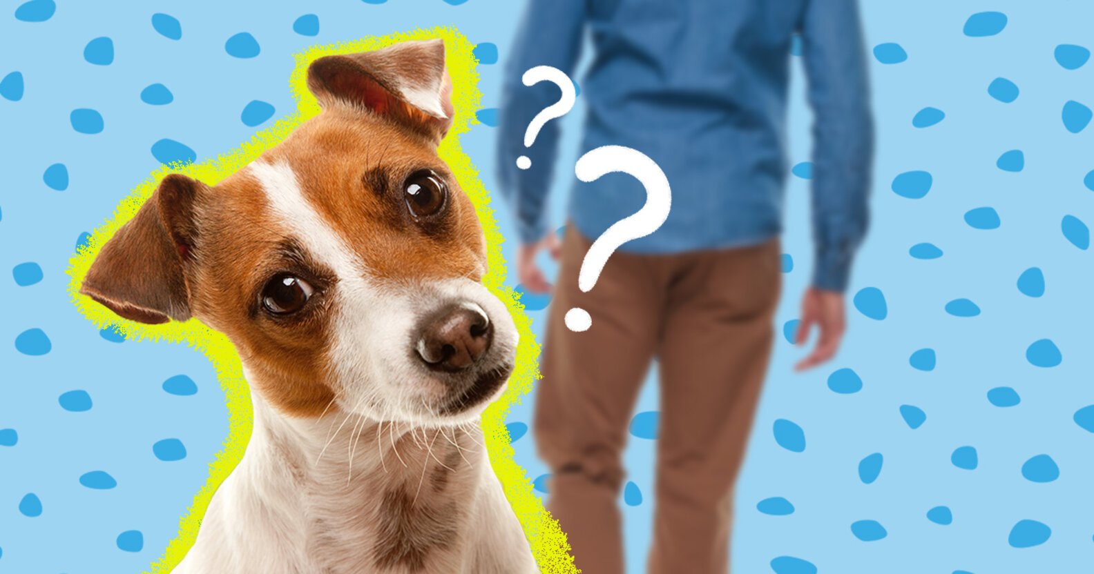 How To Treat Separation Anxiety In Dogs DodoWell The Dodo
