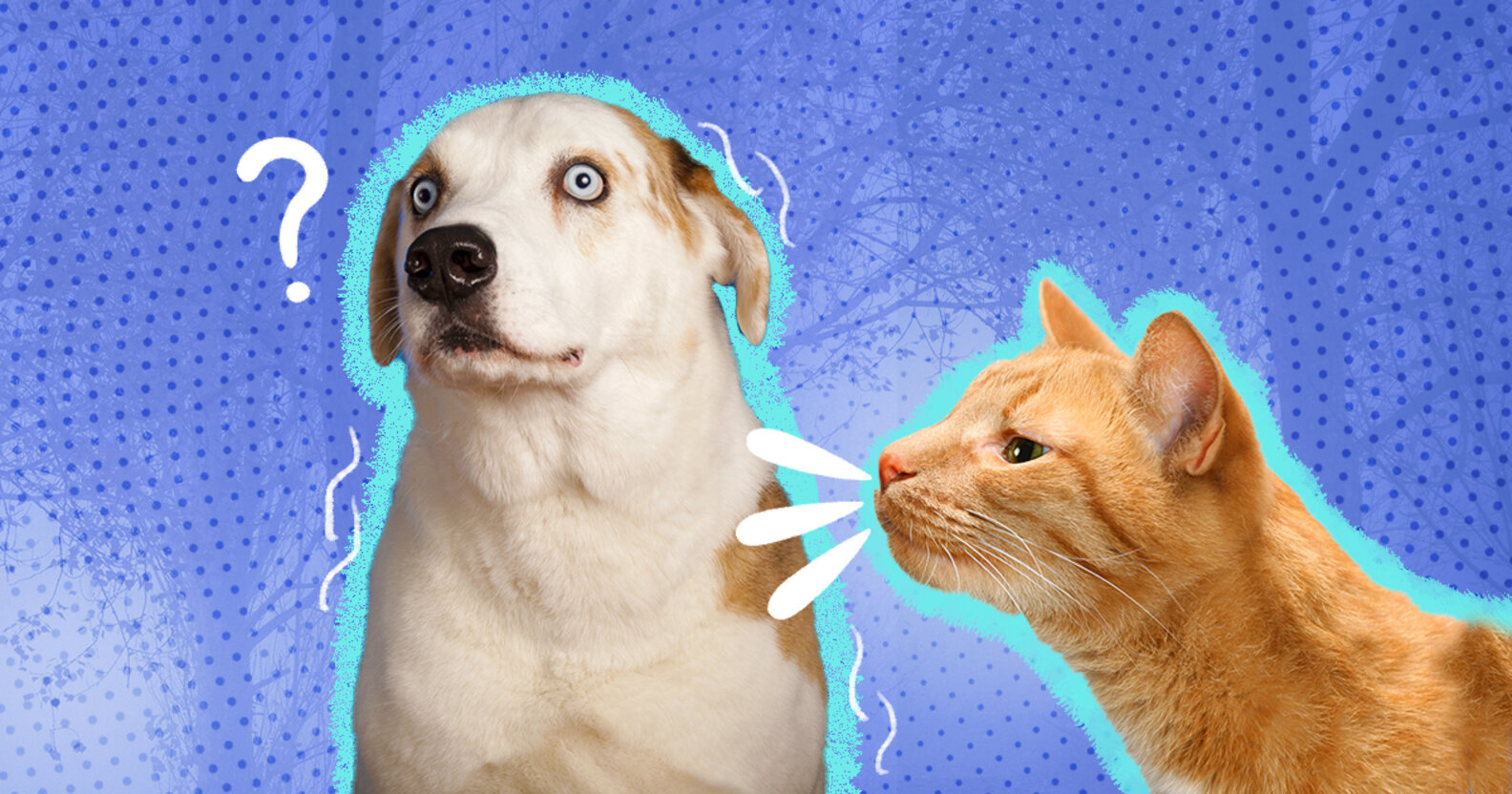 My Dog Is Scared Of Cats How Can I Help? DodoWell The Dodo