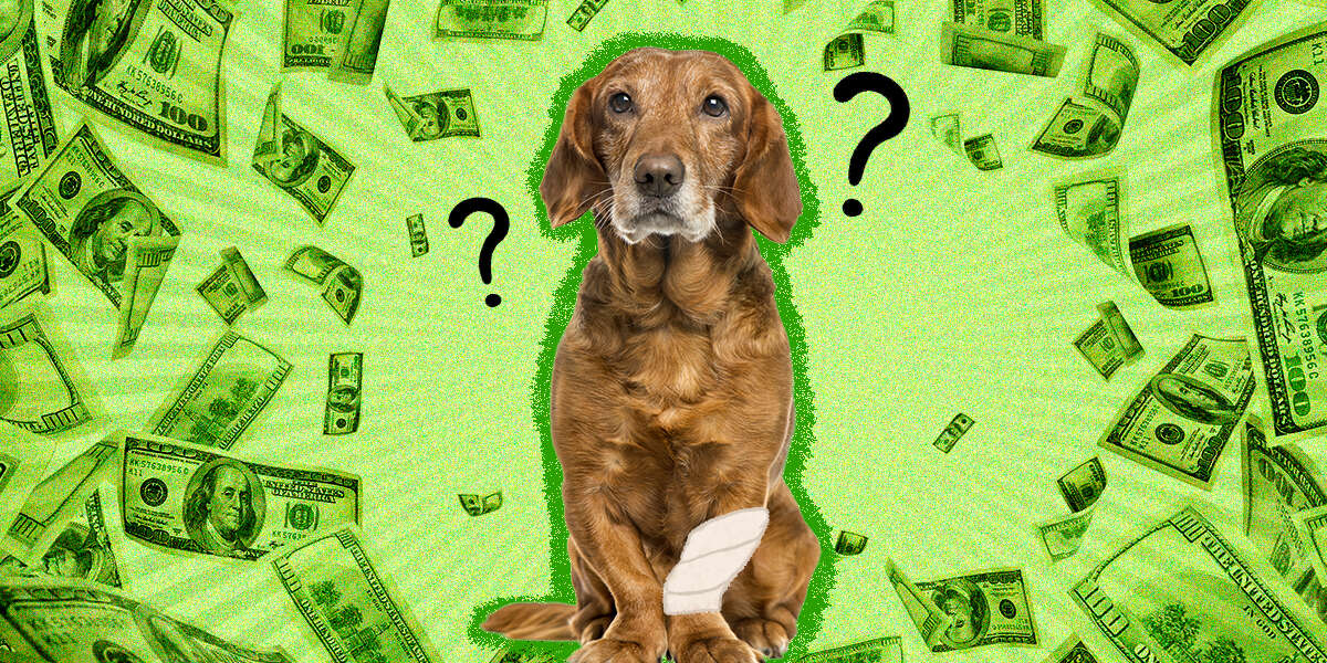 How Much Does Pet Insurance Cost? DodoWell The Dodo