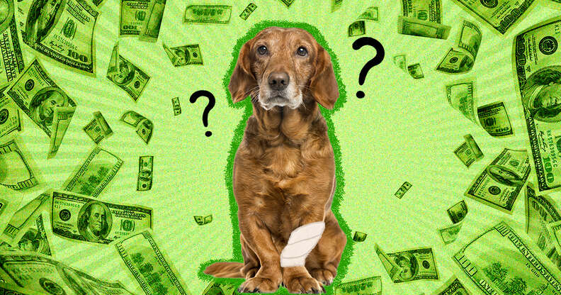 how much does a dog cost over its lifetime