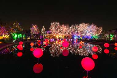 Blossoms of Light