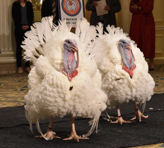 President Joe Biden Pardons Two Turkeys for Thanksgiving Thrillist