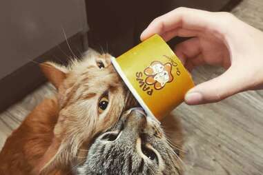 Paws on Chicon austin