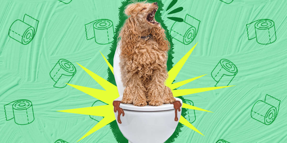 Dog Diarrhea Causes, Treatment And Prevention DodoWell The Dodo