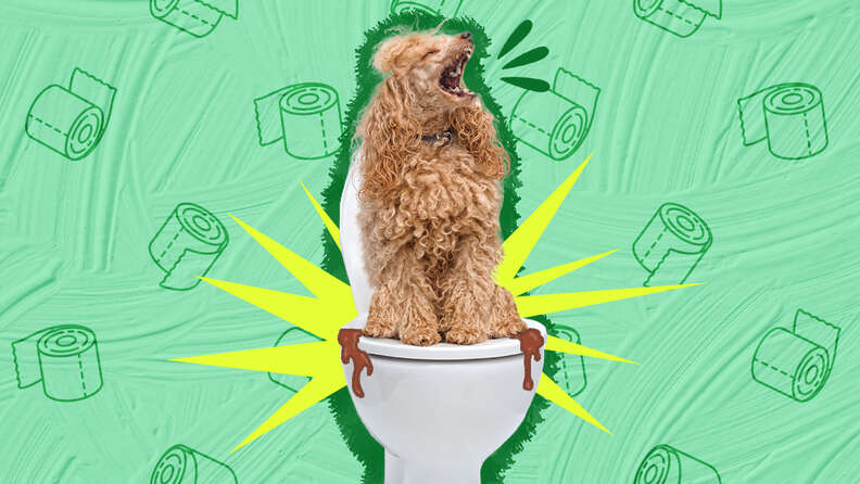 how do you stop dog diarrhea from stress