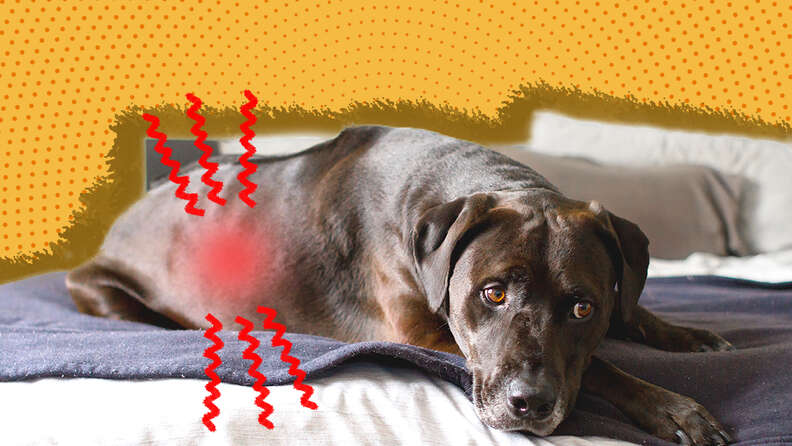Kidney Disease In Dogs Causes Symptoms And Treatment DodoWell