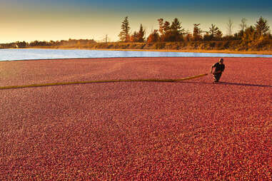 cranberry bog harvest