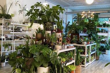 Plant Salon