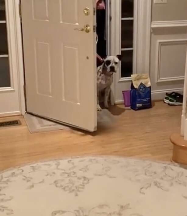 Rescue dog enters homer for first time