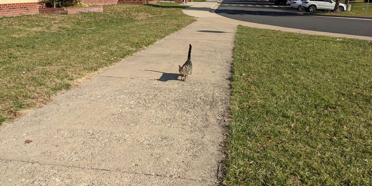 Cat Follows Kids To School And Tries To Break In - The Dodo