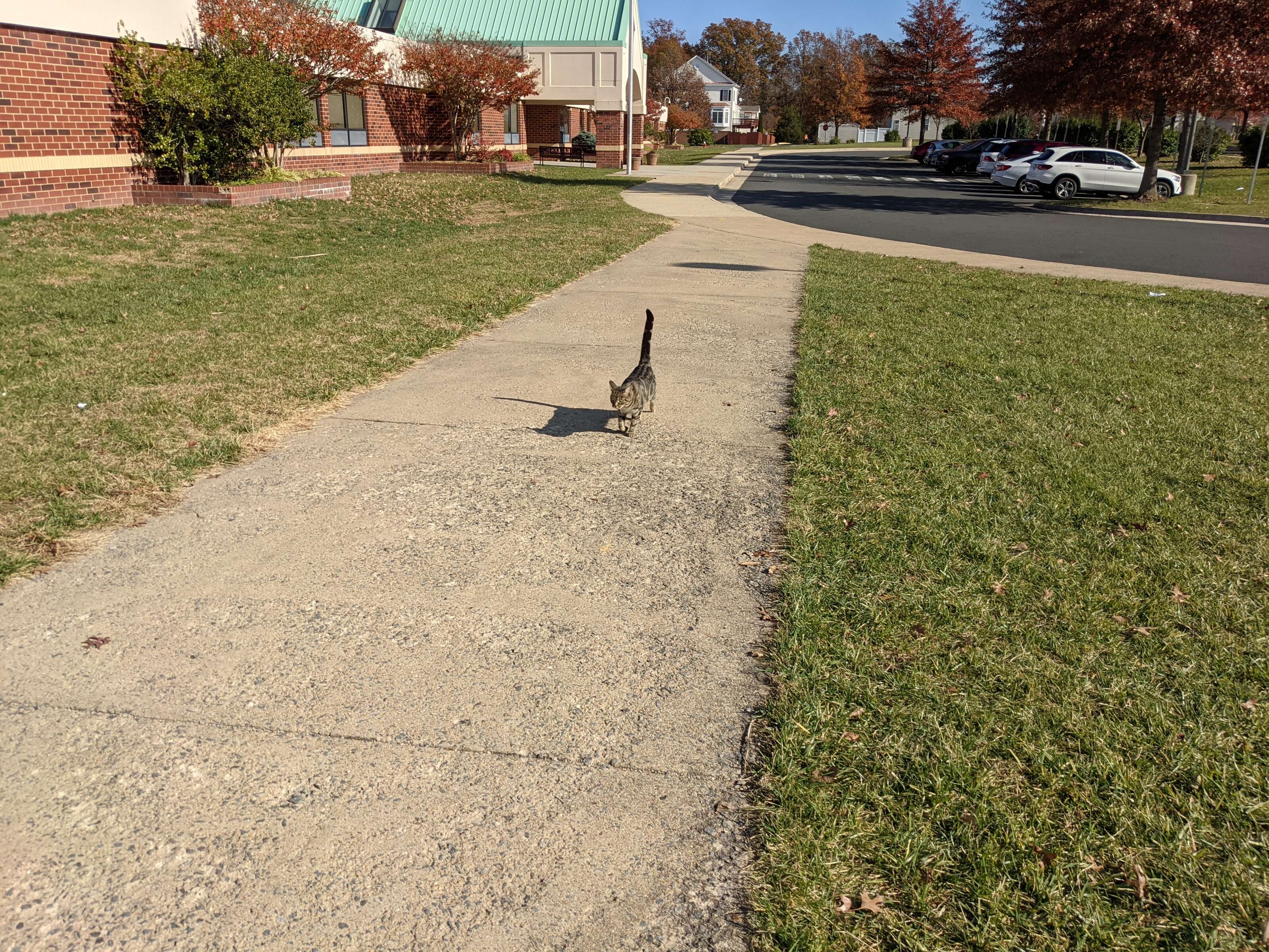 cat tries to sneak into school