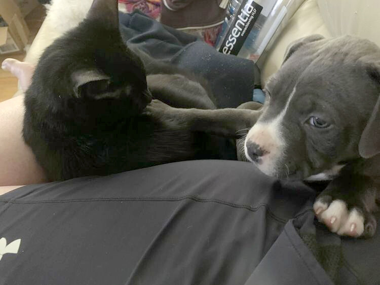 Why Does My Dog Purr Like A Cat