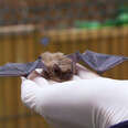 Teenager Can't Believe He Gets To Release Wild Baby Bat Months After Saving His Life