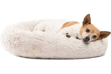 Why We Love the Suede Bagel Dog Bed for 2024