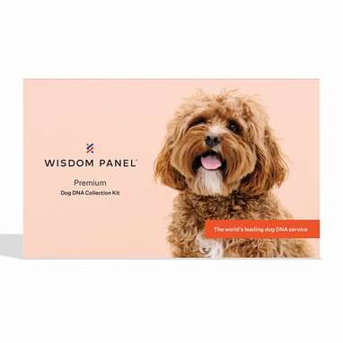 WISDOM PANEL Premium Breed Identification & Health Condition Identification DNA Test For Dogs