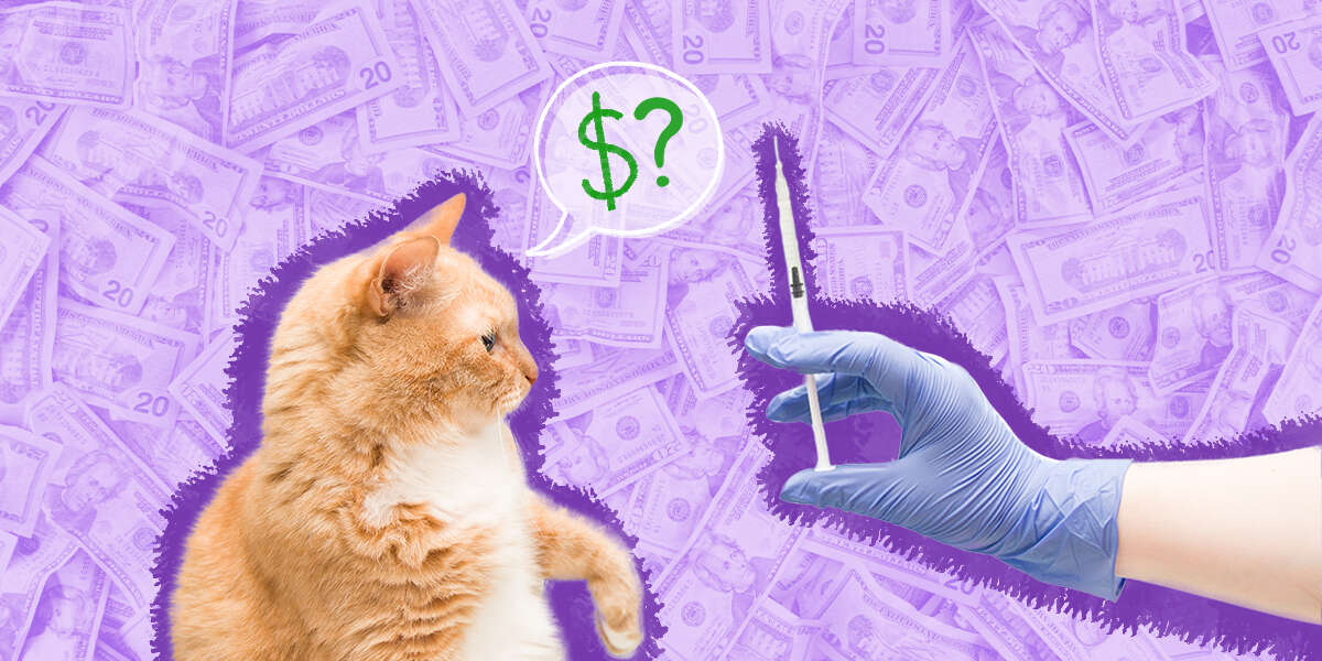 How Much Do Cat Vaccinations Cost? DodoWell The Dodo