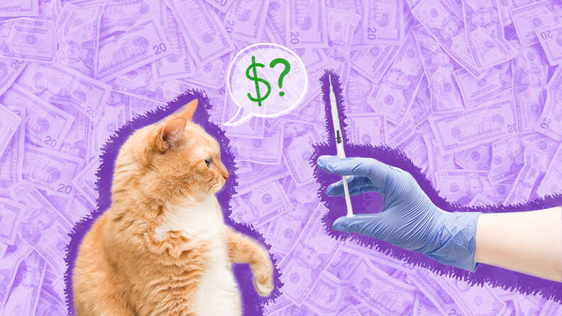 Cost of best sale yearly cat vaccinations