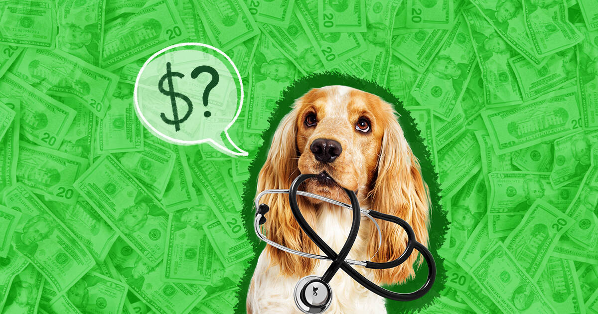 how much is a vet check up for a dog