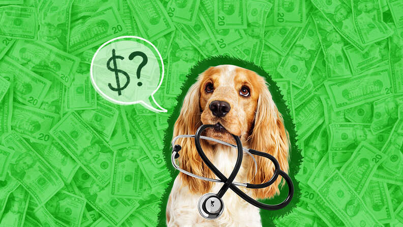 average cost first vet visit dog