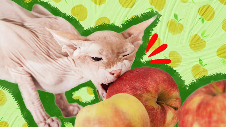 Can Cats Eat Apples?  