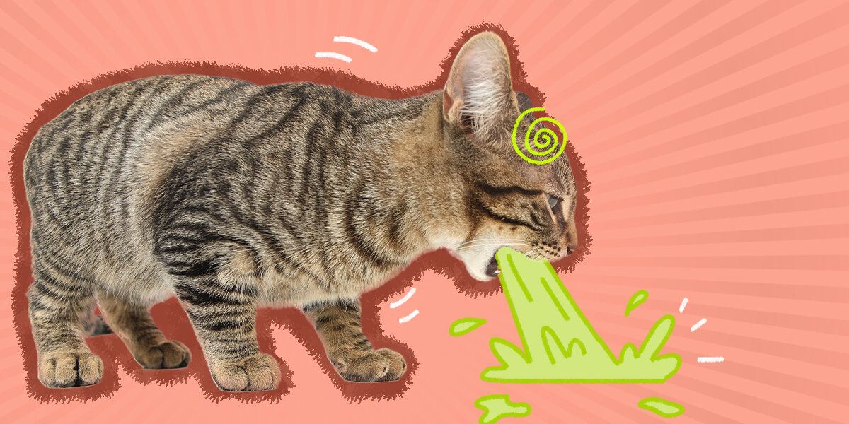 Best cat food for cats that vomit sale