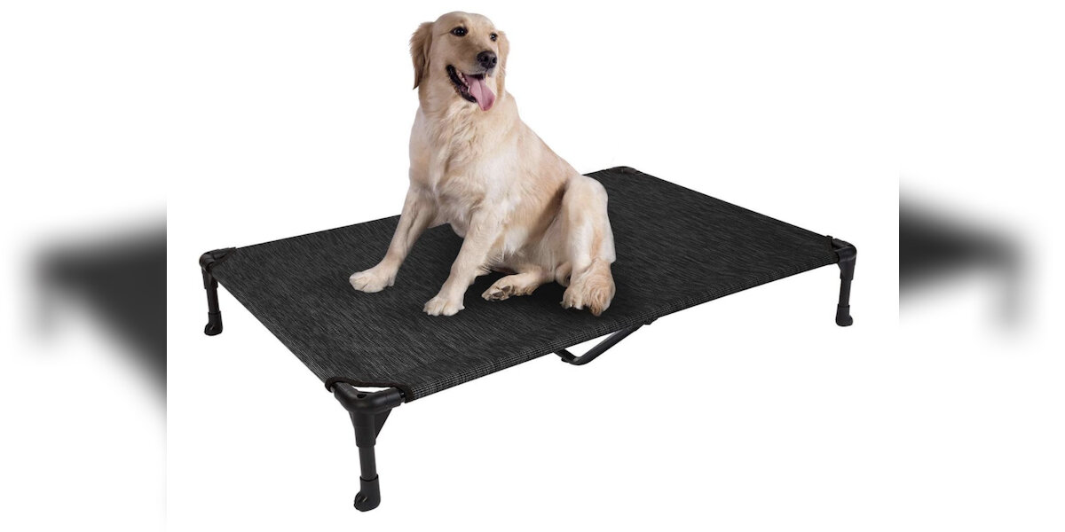 8 Best Elevated Dog Beds On Amazon - DodoWell - The Dodo