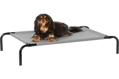 8 Best Elevated Dog Beds On Amazon DodoWell The Dodo