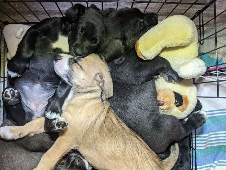 Big puppies all squeeze in one crate together