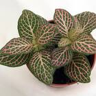 Pink Nerve Plant - Fittonia