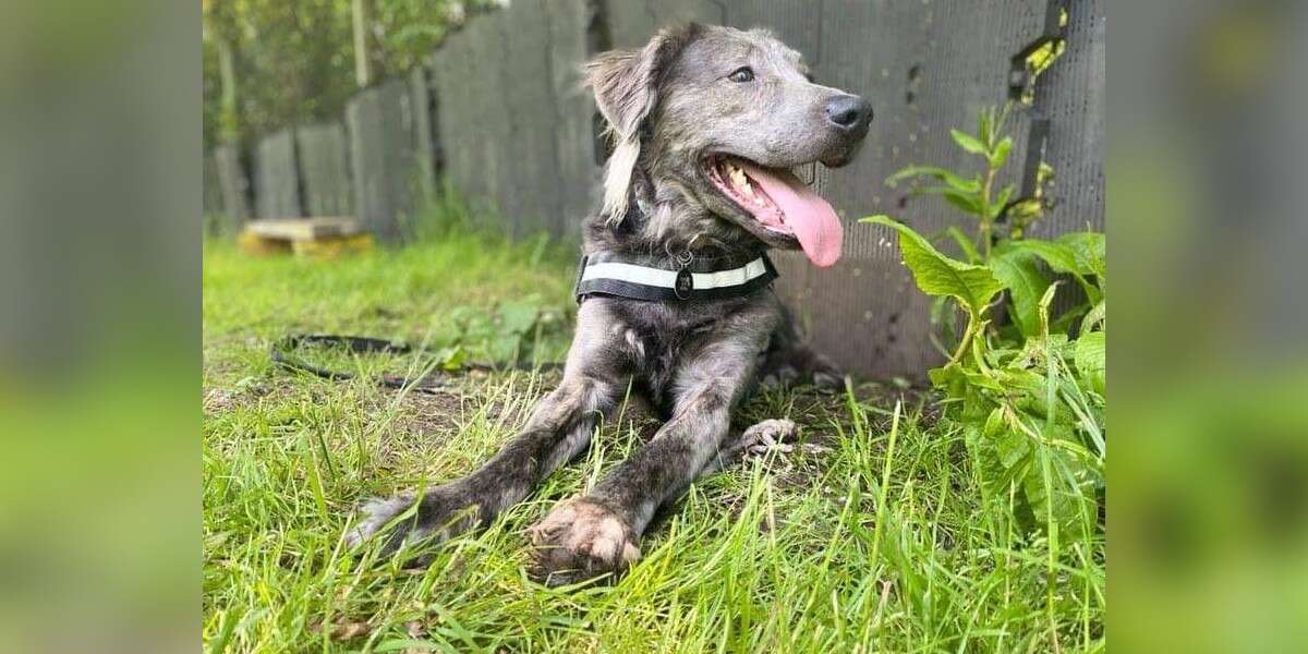 Dog Who'd Never Been Outside Has Been Waiting For Home For Over 300 ...