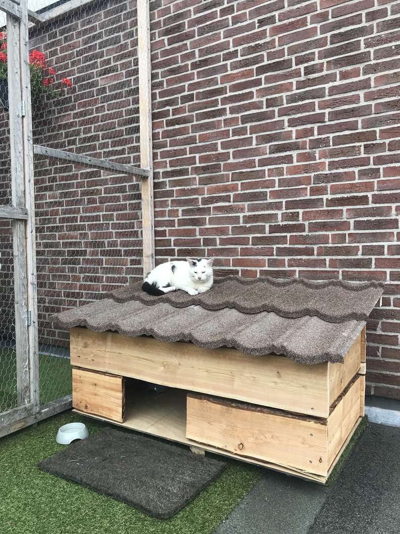 Family Builds Little House For Stray Cat The Dodo