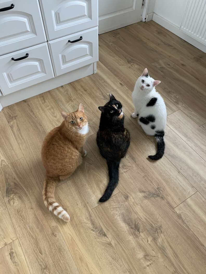 three cats