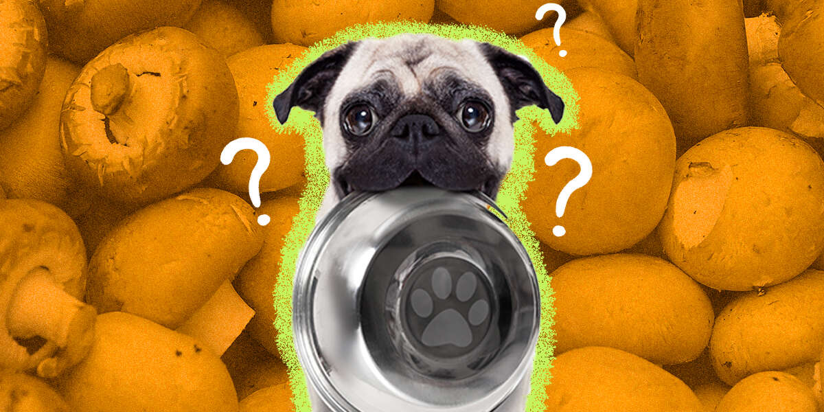 Can Dogs Eat Portabella Mushrooms