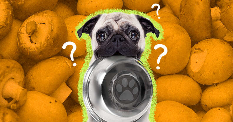 Can dogs sales eat portabella mushrooms