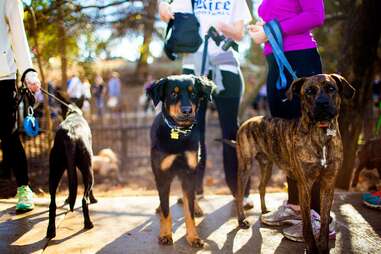 Johnny Steele Dog Park houston