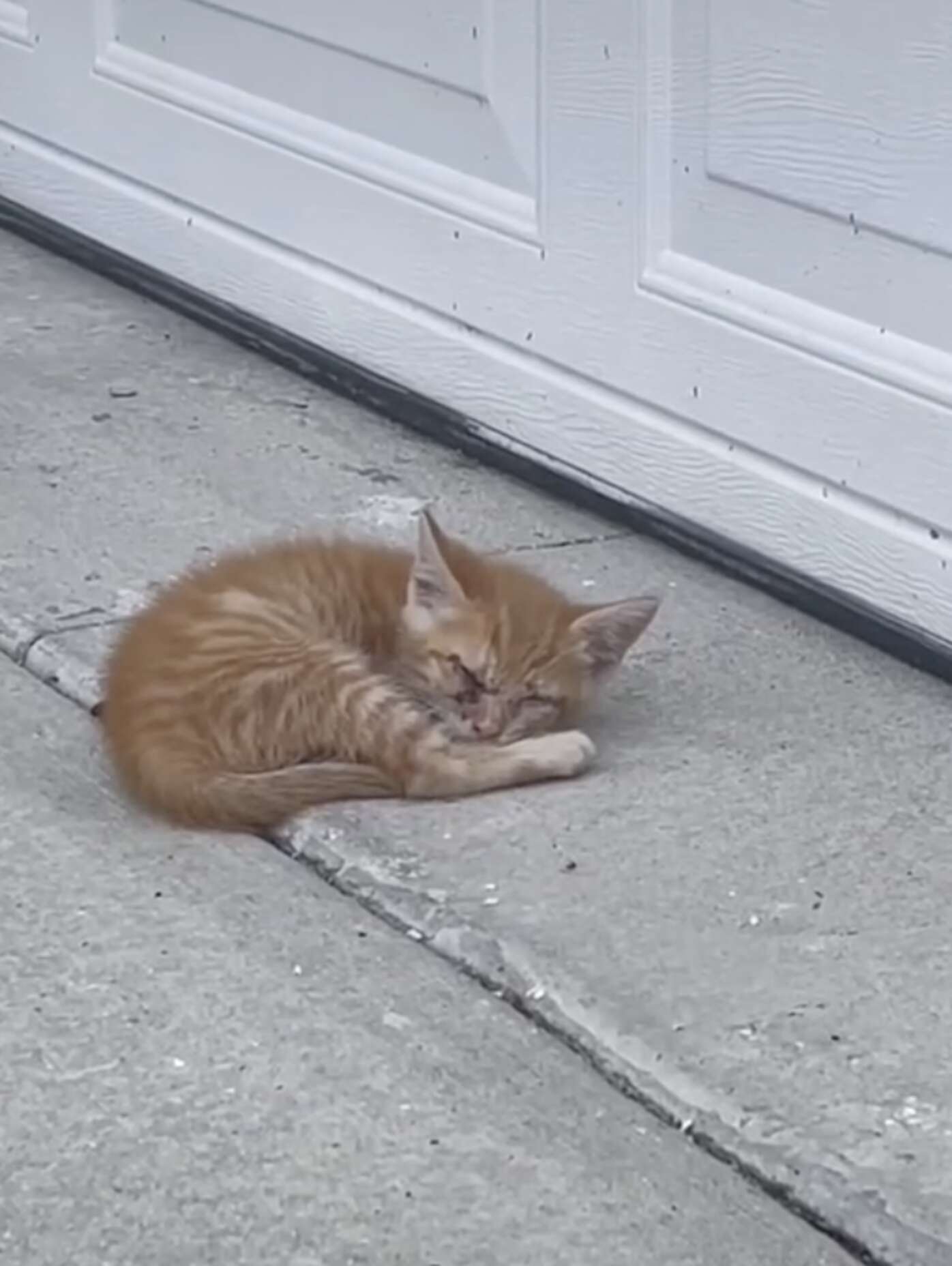 Man Finds A Little Blind Kitten Sleeping Outside His Garage - The Dodo