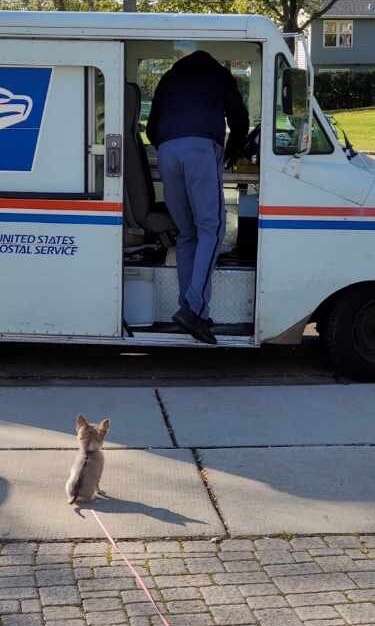 Tiny dog loves mailman
