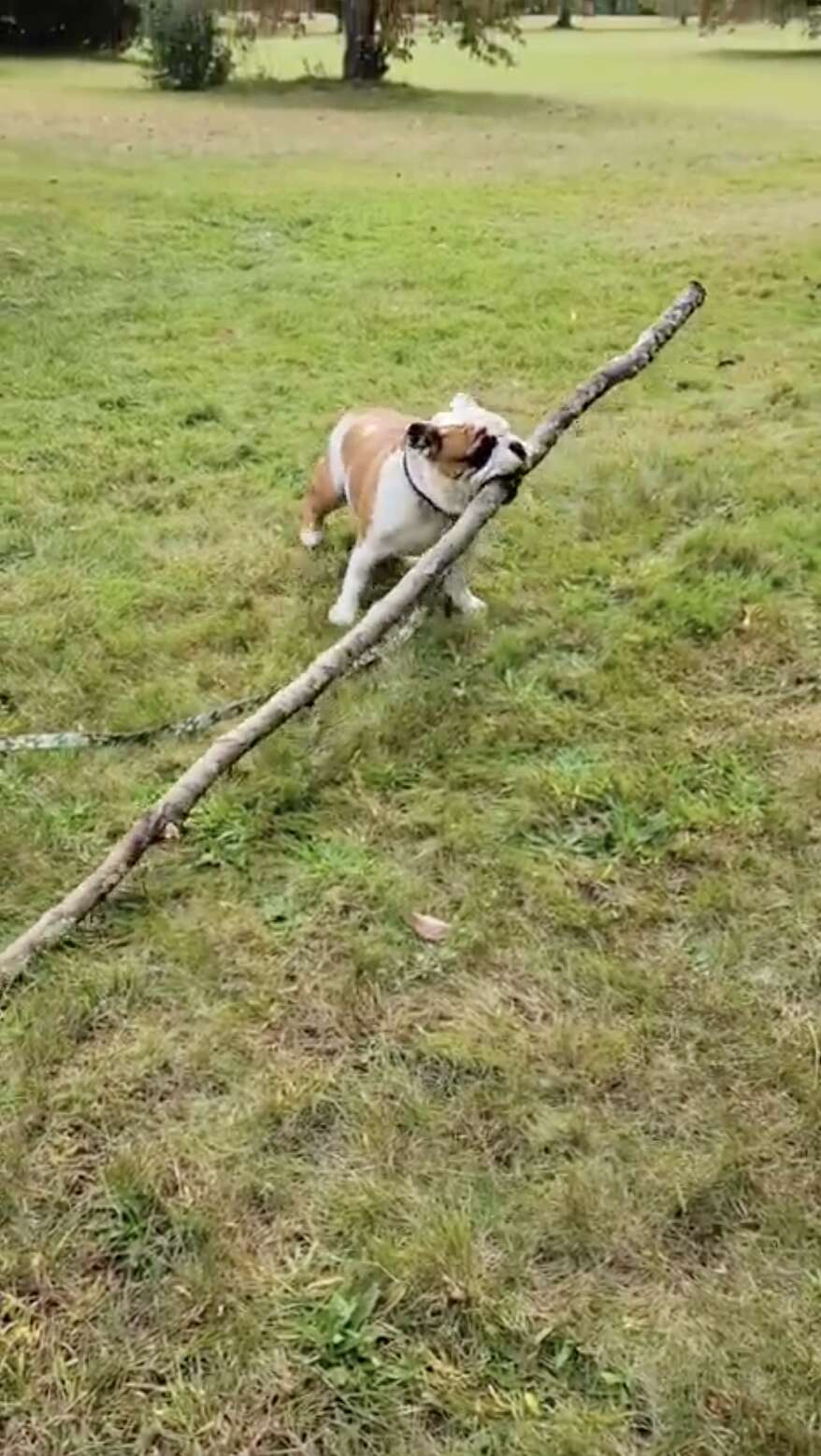 dog and huge stick