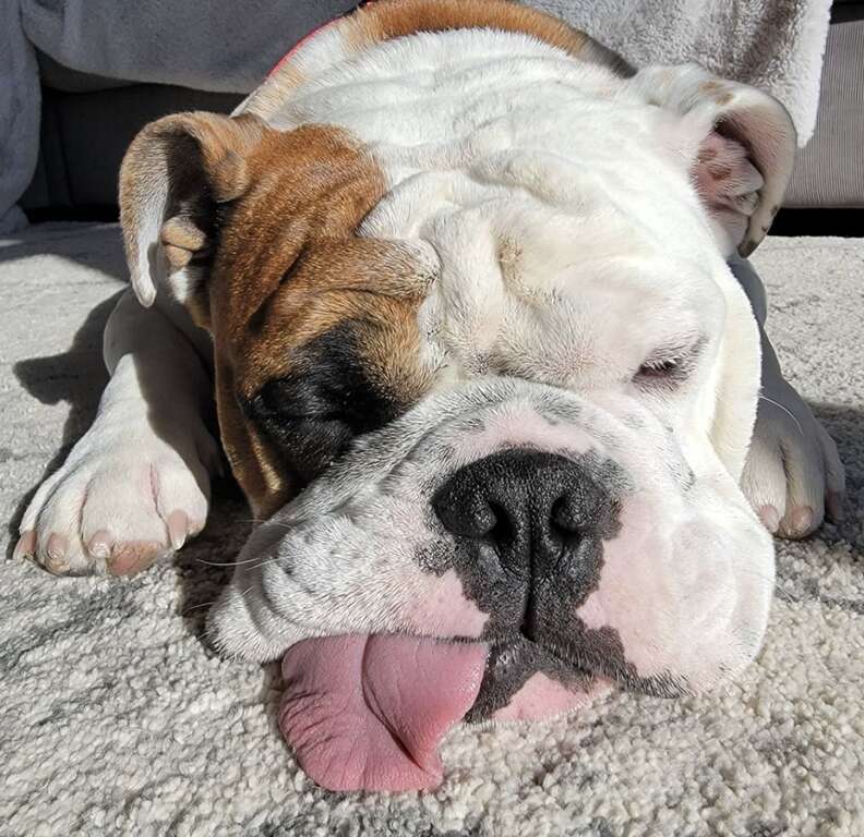 cute bulldog