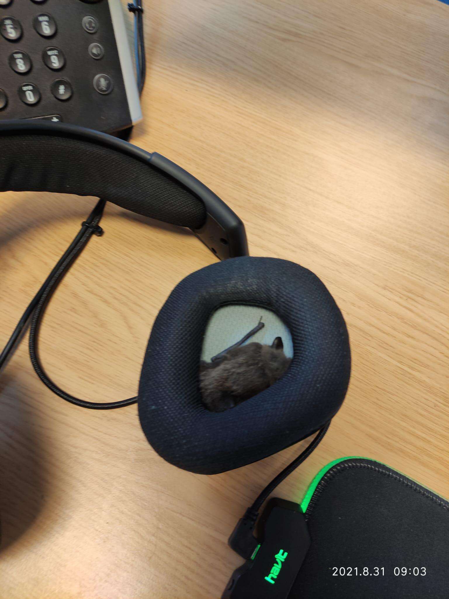 Man finds a bat in his headphones