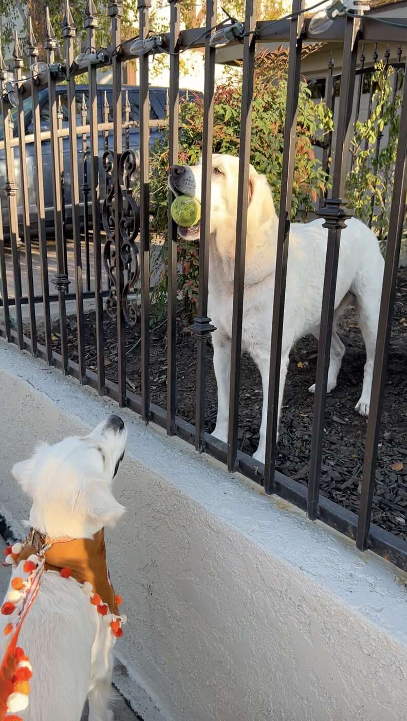 dog brings ball to friend