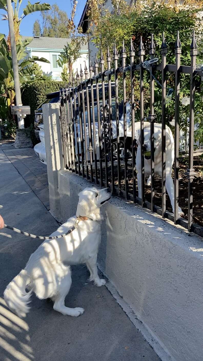 dog brings ball to friend