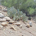 People Are Having A Hard Time Spotting The Rattlesnake In This Photo